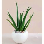 تصاویر گل آلوئه ورا