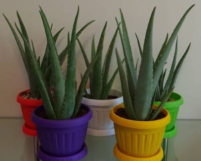 تصویر آلوئه ورا